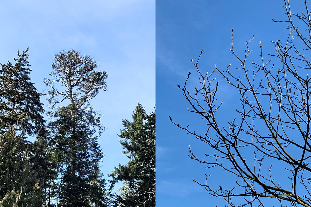 Grand Firs on Vancouver Island are suffering as the climate changes (left). This Magnolia tree (right) already has swelling flower buds, and will bloom in about a month. After it blooms (and before new leaves emerge) is the perfect time to prune.