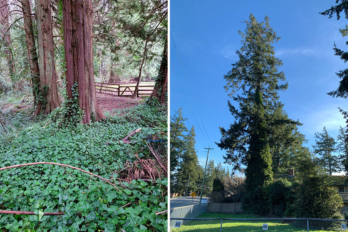 Whimsical English Ivy is an invasive species on Vancouver Island. The tree on the right, near Royal Bay in Colwood, is exhibiting stress and its lower branches have dropped.