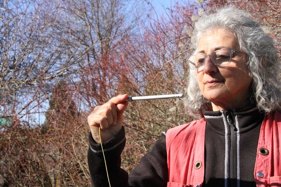 Val Aloian checks the temperature every day to follow the maturation of 30,000 chum salmon eggs that were planted in Bowker Creek in January. (Christine van Reeuwyk/News Staff)