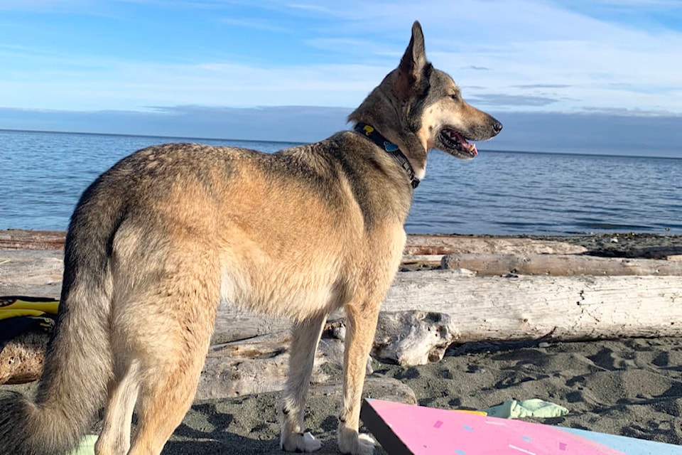 28470919_web1_220315-SNE-popup-dog-parks-doggo_1