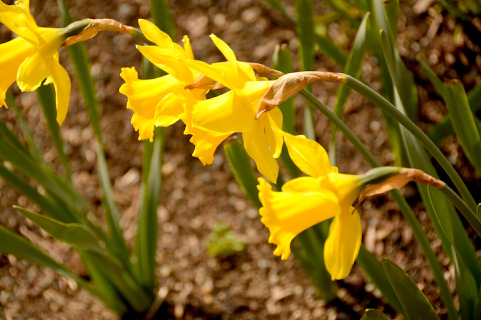 28488117_web1_220324-SNM-Communities-in-Bloom-jfkady_1