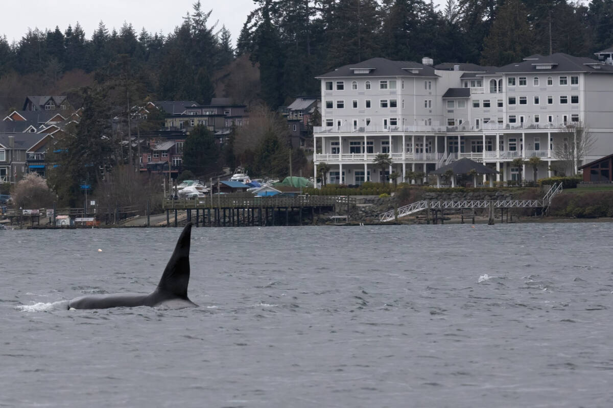 28541436_web1_220322-SNM-WhaleSpotted-rainey_2