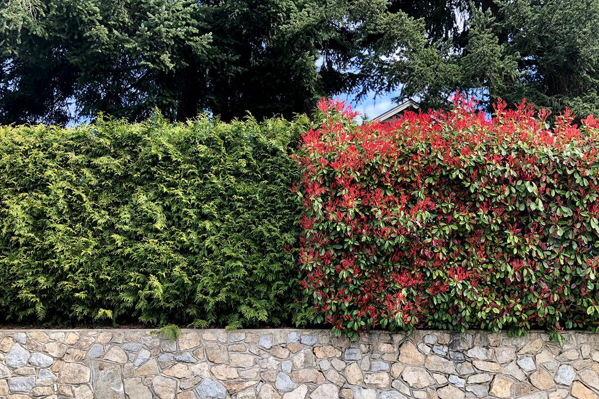 Deciduous or coniferous: which hedge is more fire smart? Cedar hedges accumulate dead, dry debris for years, and a single spark can easily set them ablaze. Its common for fires to travel along hedges, and then ignite any buildings nearby.
