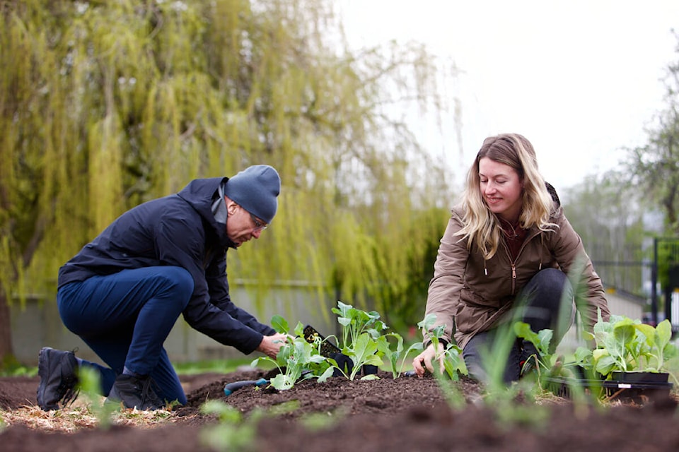 Philip Steenkamp, president and vice-chancellor of Royal Roads University, and Solara Goldwynn, food systems manager, plant the first crops of the university’s new kitchen garden. (Justin Samanski-Langile/News Staff)