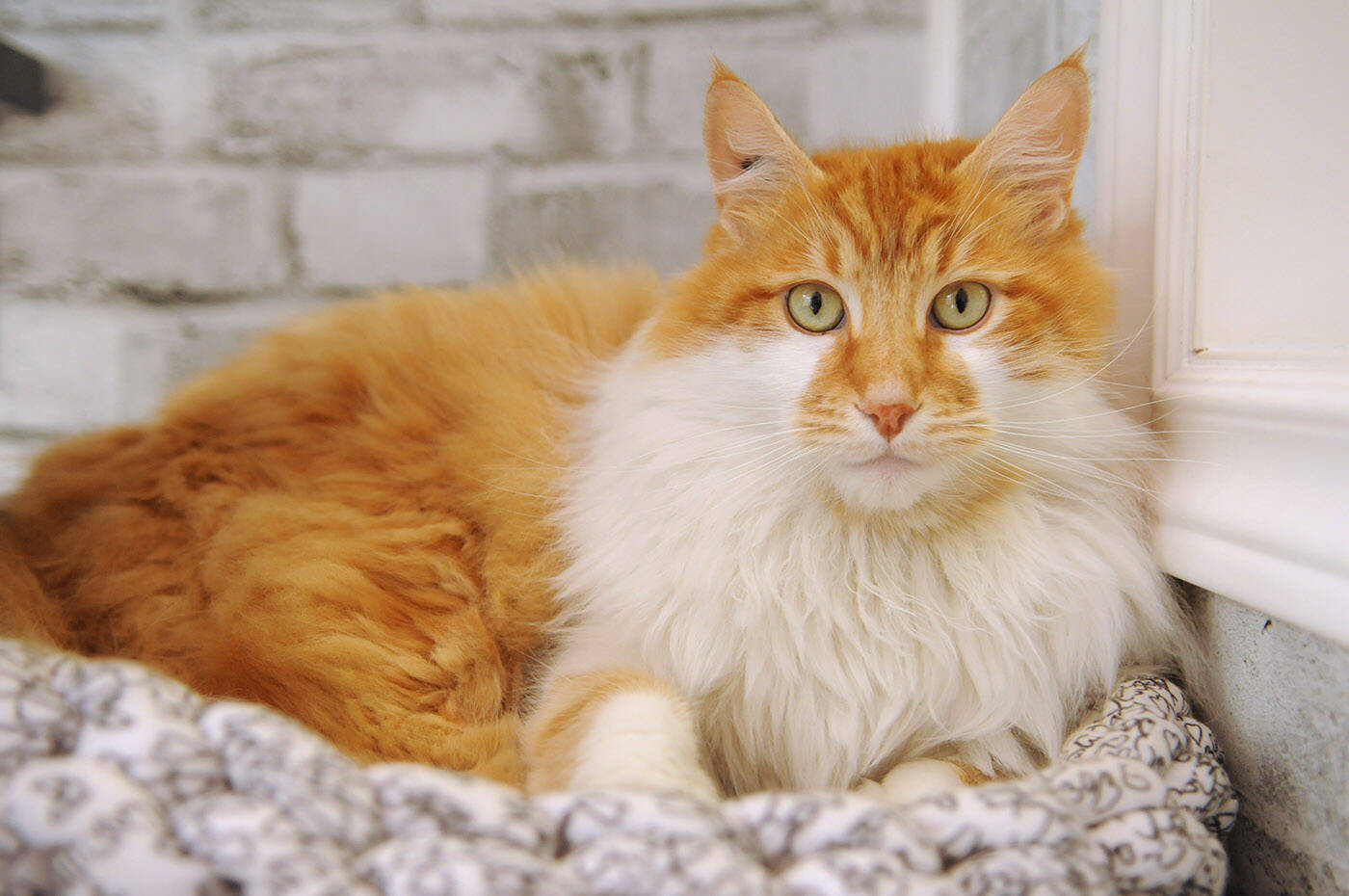 The first cat to grace The Book Mans new cat adoption window is an orange-and-white, long-haired cat named Butters. (Jenna Hauck/ Chilliwack Progress)
