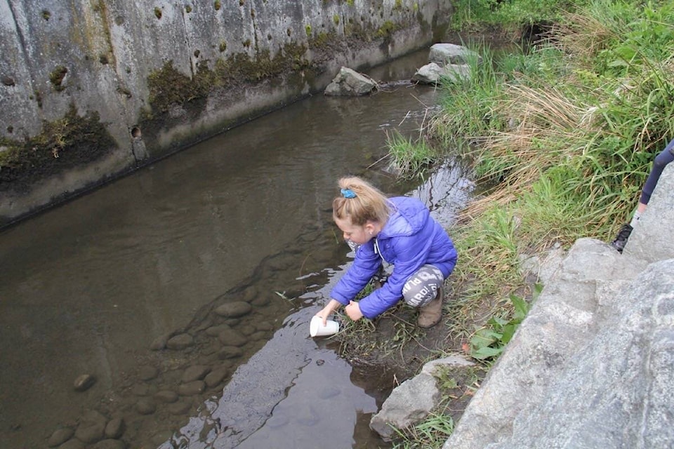 Willows elementary students release chum fry into Bowker Creek near the Glenn Atkinson outdoor classroom behind Oak Bay High. (Christine van Reeuwyk/News Staff)