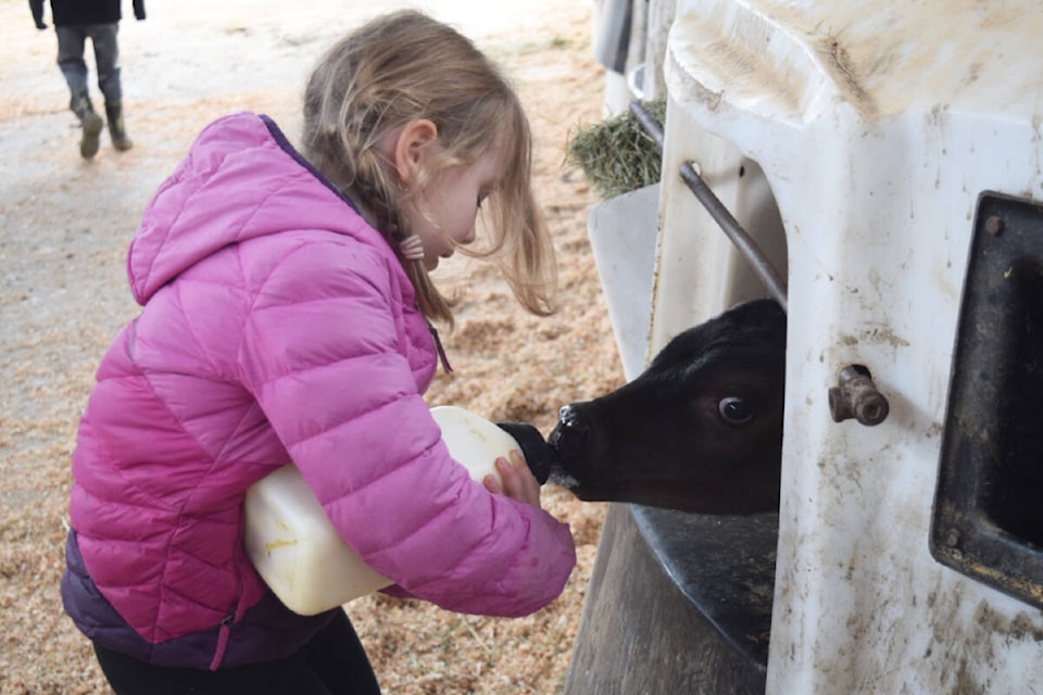 Autumn Shannon feeds a young calf at Shannon Farms. (ELENA RARDON / ALBERNI VALLEY NEWS)