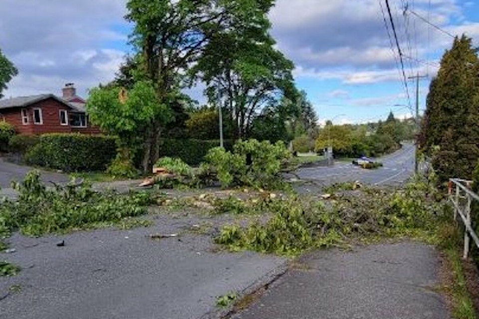 The 1700-block of Cedar Hill Cross Road remained closed on the morning of May 19 after a large tree fell during a windstorm on the previous day. (Courtesy Saanich Police Department)