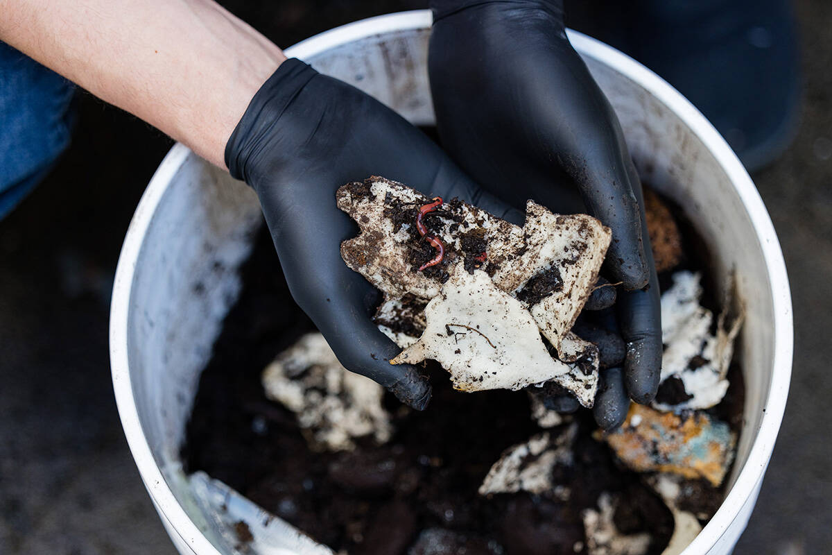 A compost bin shows broken down pieces of takeout containers made from Bioforms bioplastic. (Credit: Kai Jacobson/UBC Applied Science)
