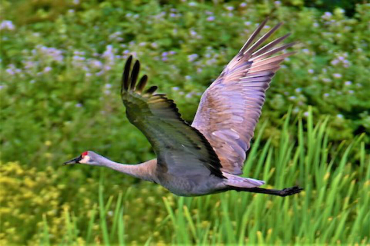 PHOTOS: Sandhill cranes swoop back to Panama Flats - Greater Victoria News