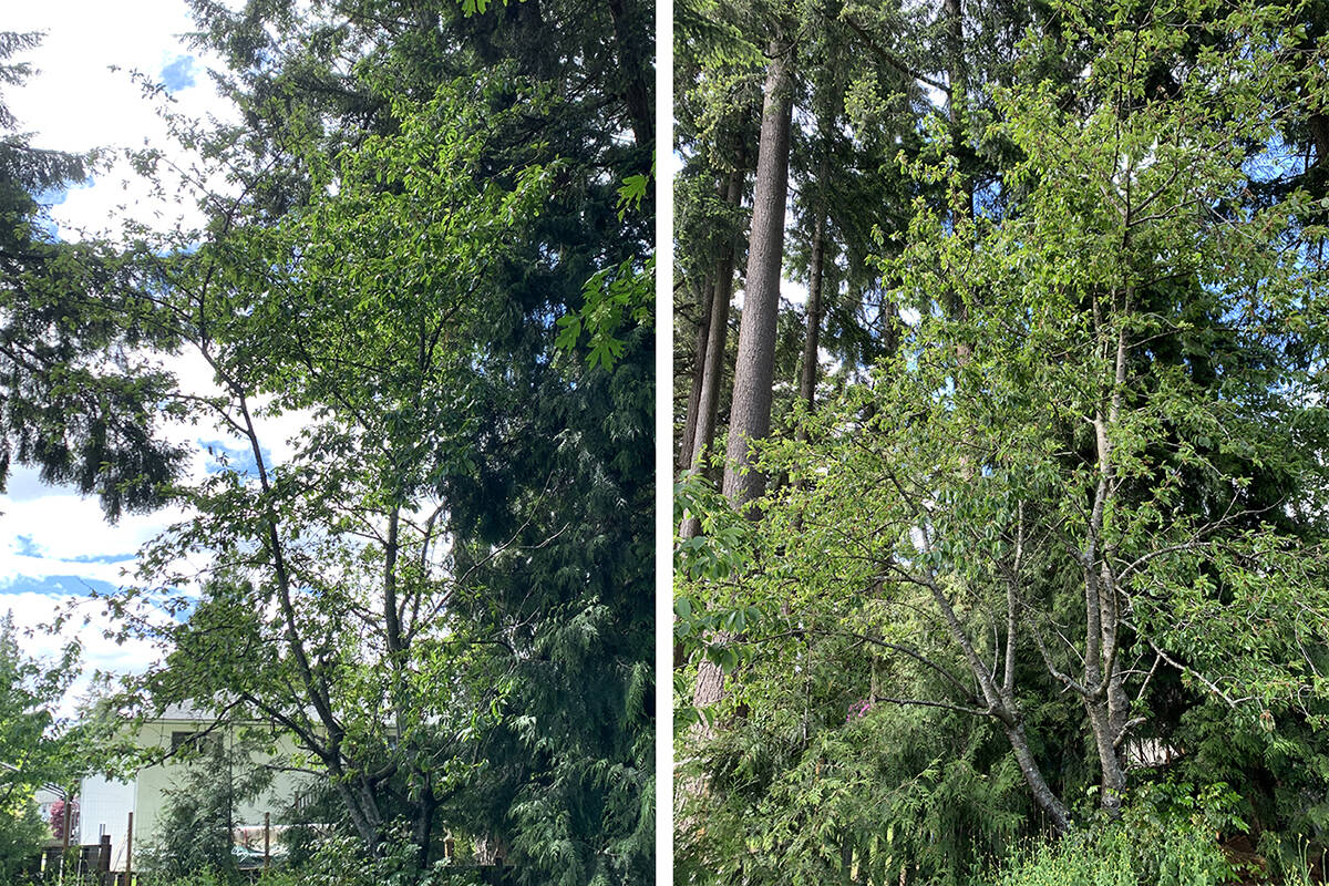 The most likely reason that this cherry tree no longer sets fruit is that it hasnt been pruned in over 20 years.