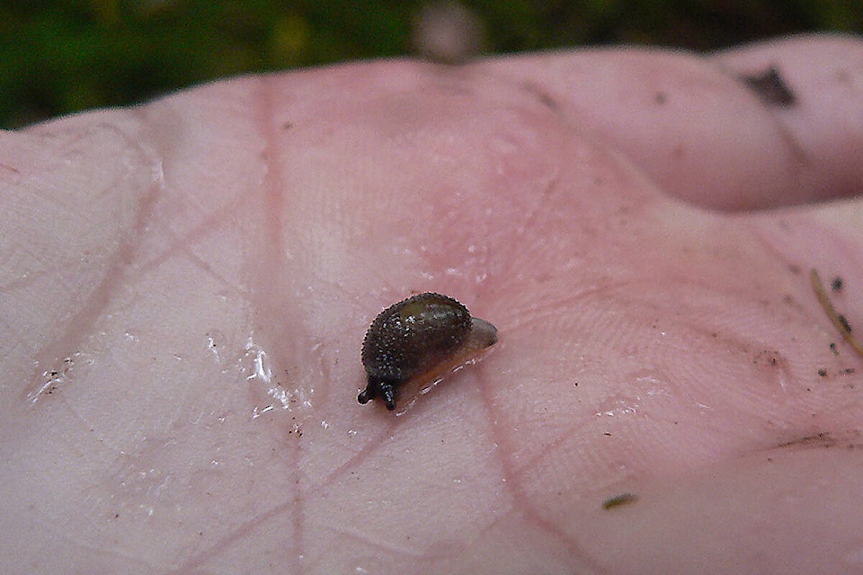 30685572_web1_221012-SNM-East-Sooke-park-bigger-slug_1