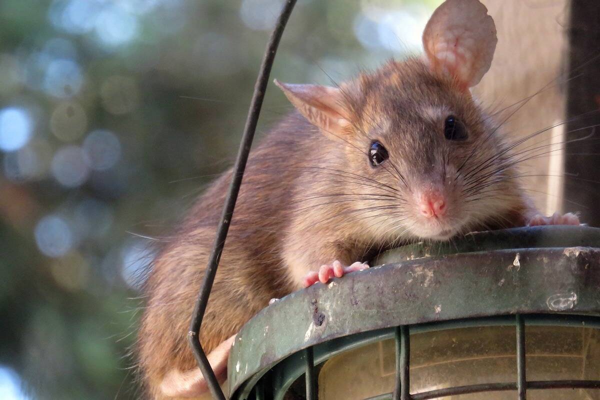 Rat best sale cage victoria