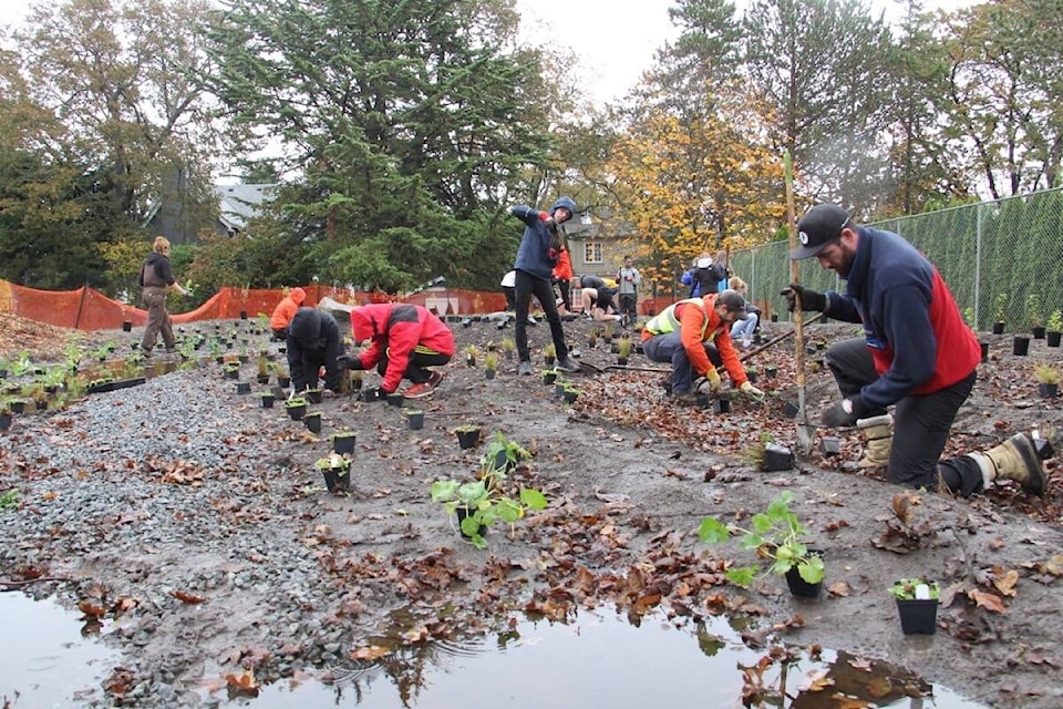 Students and staff of Monterey Middle School plant a rain garden Nov. 5 in partnership with the Friends of Bowker Creek and Peninsula Streams Society. (Christine van Reeuwyk/News Staff)