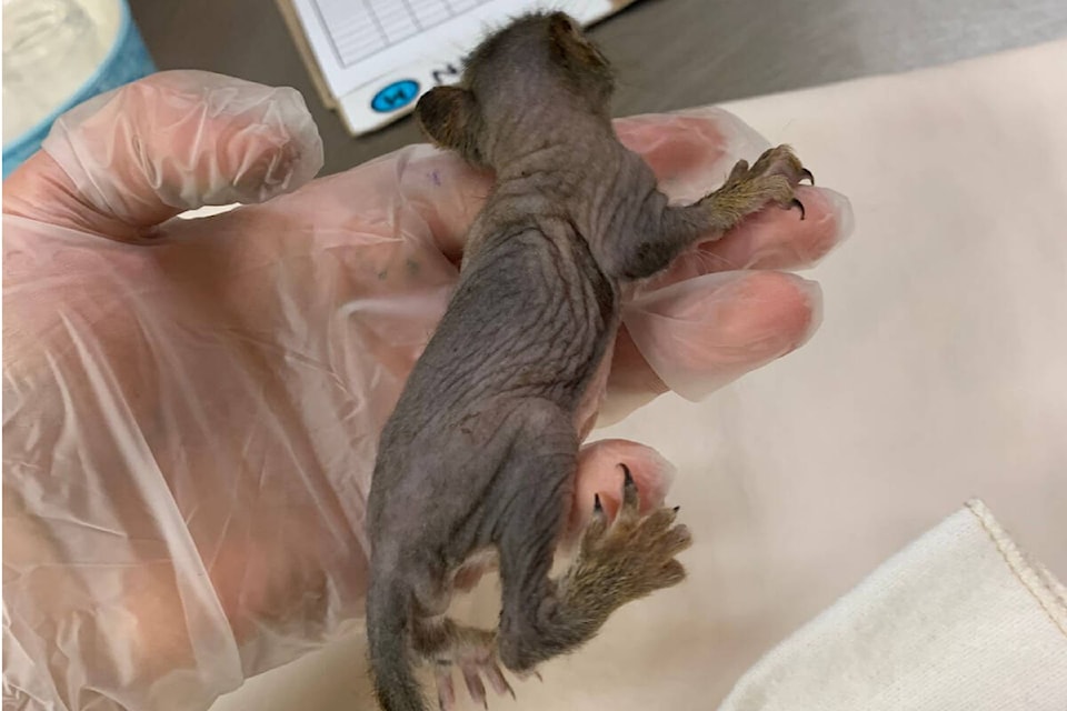 Uninjured physically, but in shock and hypothermic, a naked baby squirrel is on the mend at Wild ARC in Metchosin. (Wild ARC/Facebook)