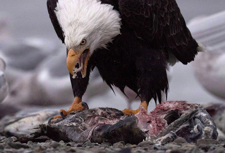 31061735_web1_221118-CPW-LJI-BC-salmon-spawn-eagle_1