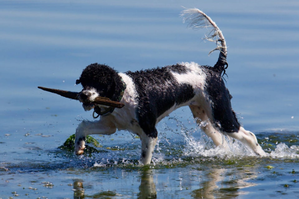 31119210_web1_221124-PNR-IslandViewBeach-Dog_1