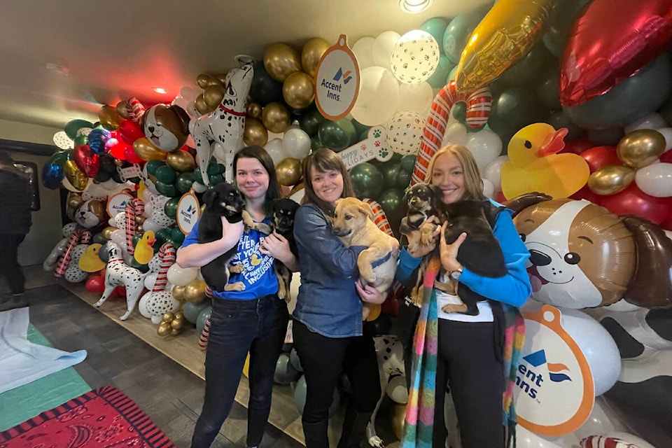 Accent Inns employees Skyler Asher (from left), Laura Sutton and Morgan Gregory hold puppies at the puppy play date at the Saanich location on Nov. 29. (Hollie Ferguson/News Staff)