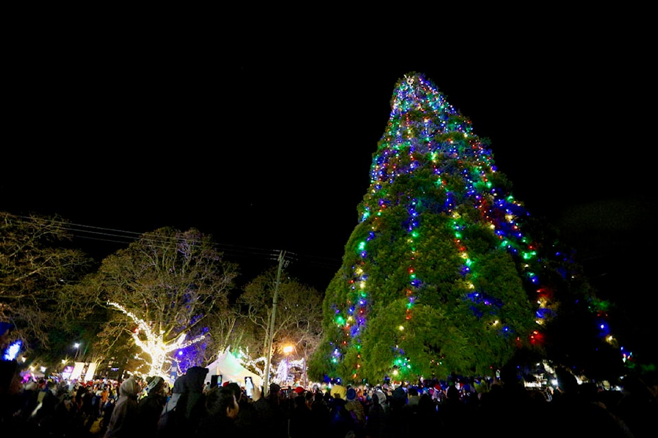 The giant sequoia tree at the intersection of Goldstream Avenue and Veterans Memorial Parkway was lit up for the holidays Saturday (Dec. 3) during the first Langford Light Up event since 2019. (Justin Samanski-Langille/News Staff)