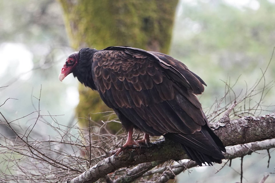 31403571_web1_221223-VNE-BIRD-COUNT-bird_2