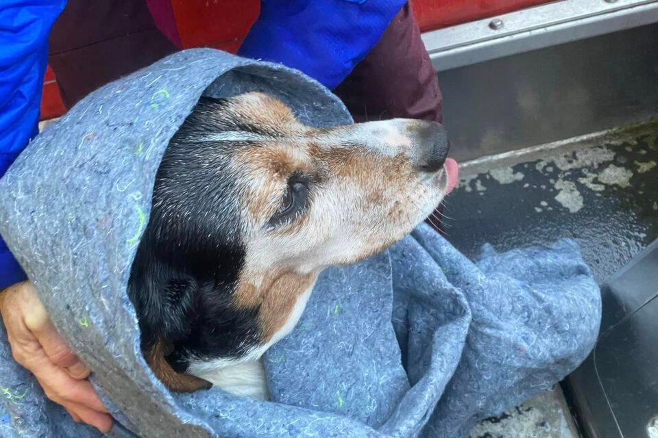 May May, aboard the Brentwood Bay rescue boat, is reunited with her owner after six days in the wild. (RCMSAR 31 Brentwood Bay/Facebook)