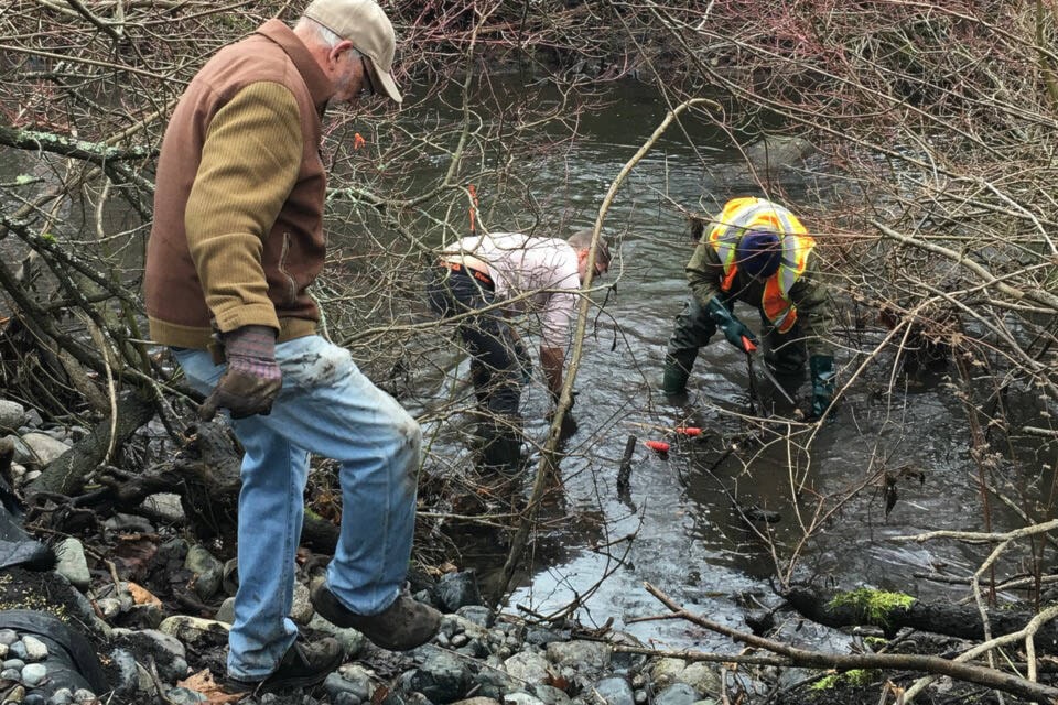 Volunteers with the Friends of Bowker Creek clear a debris jam in preparation for the second annual planting of 30,000 chum eggs in an Oak Bay section of the creek. (Bowker Creek Salmon Recovery/Facebook)