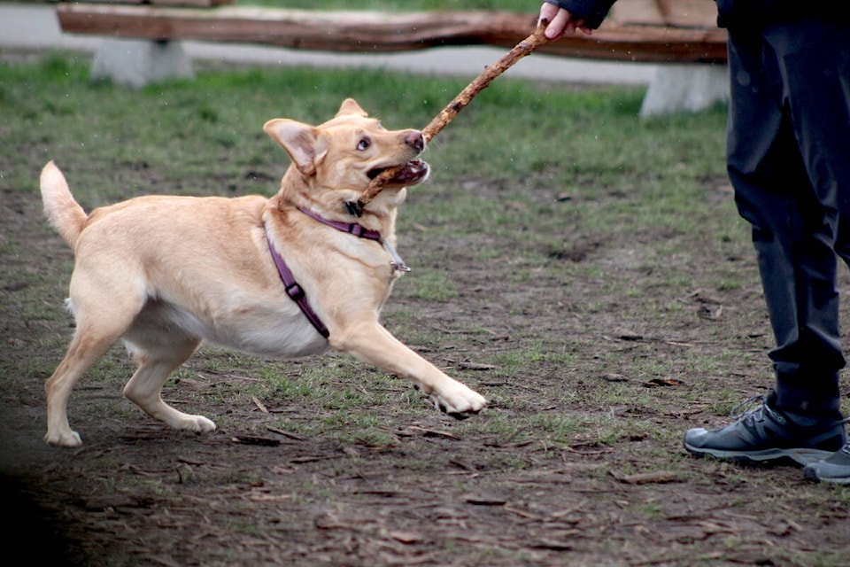 Stella the three-year-old Yellow Lab wrestles a stick from her owner at the Dallas Road waterfront on Feb, 6. (Jake Romphf/News Staff)