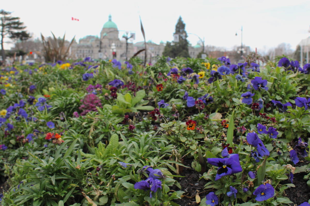 The 2023 Greater Victoria Flower Count kicks off on March 8. (Jake Romphf/News Staff)