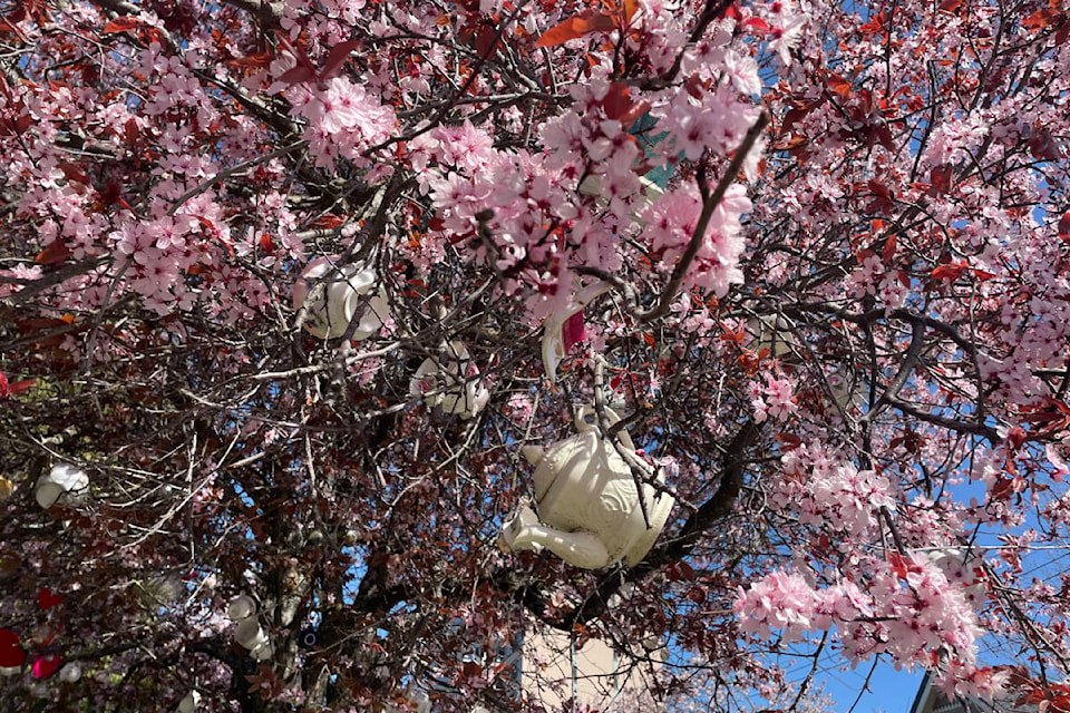 The Teacup Tree, which stands on Clarence Street in James Bay, has bloomed again this year. (Hollie Ferguson/News Staff)