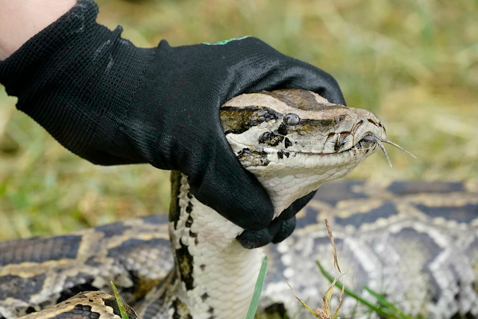 32476111_web1_230419-CPW-zoo-employee-python-bite-snake_1