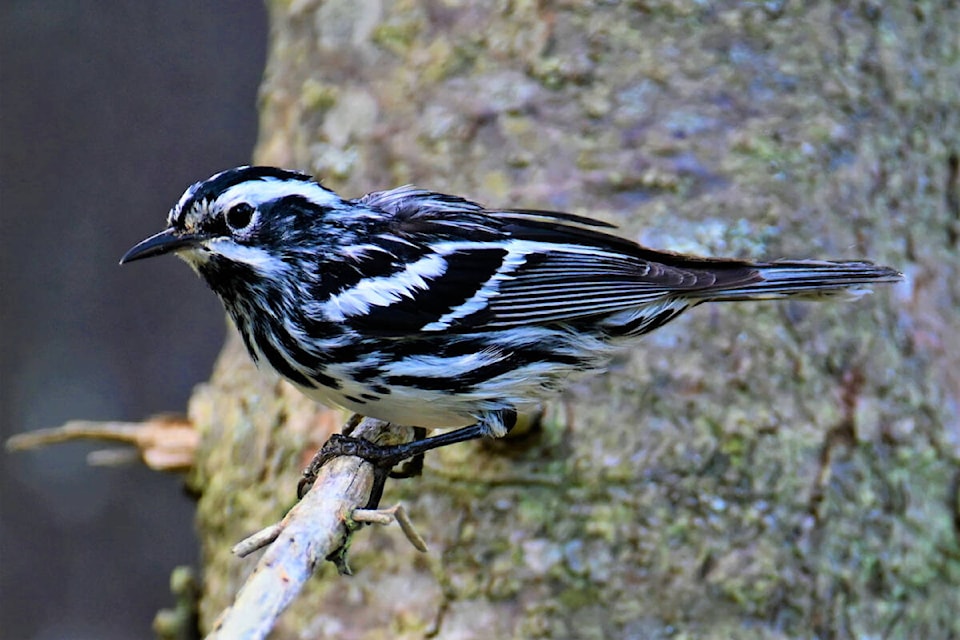 32716478_web1_230515-OBN-RareBirdInSaanich-newell_1