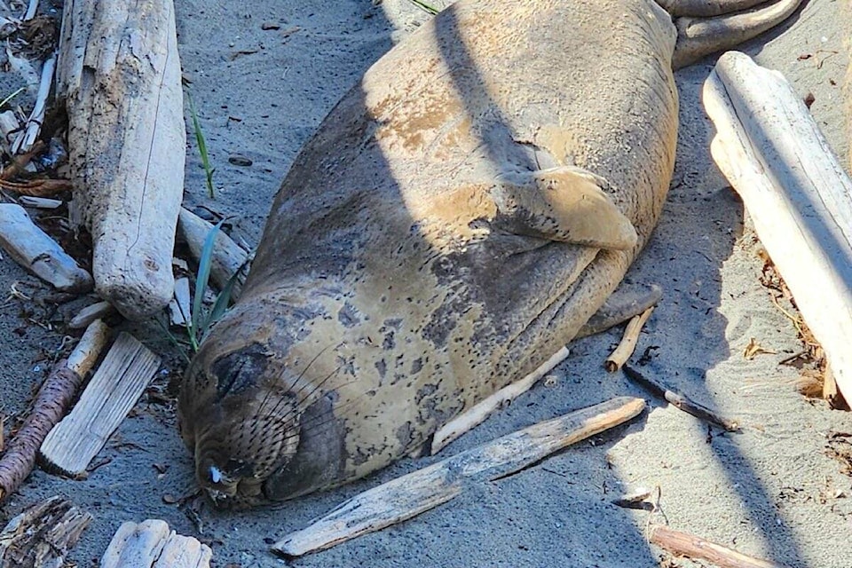 32803944_web1_230523-obn-seal-moulting-advisory--_1