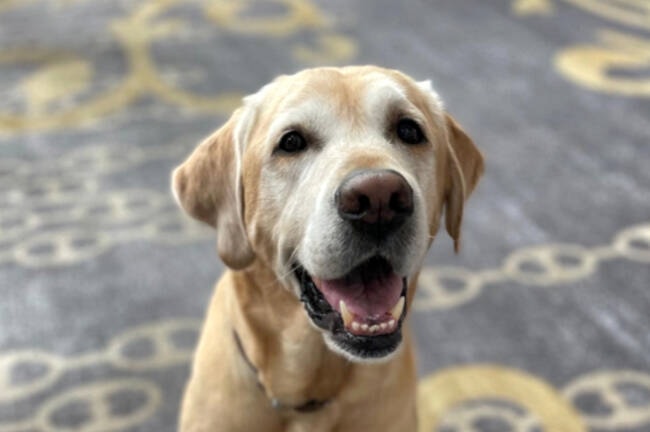 32829609_web1_230525-VNE-WinstonRetires--Winston_1
