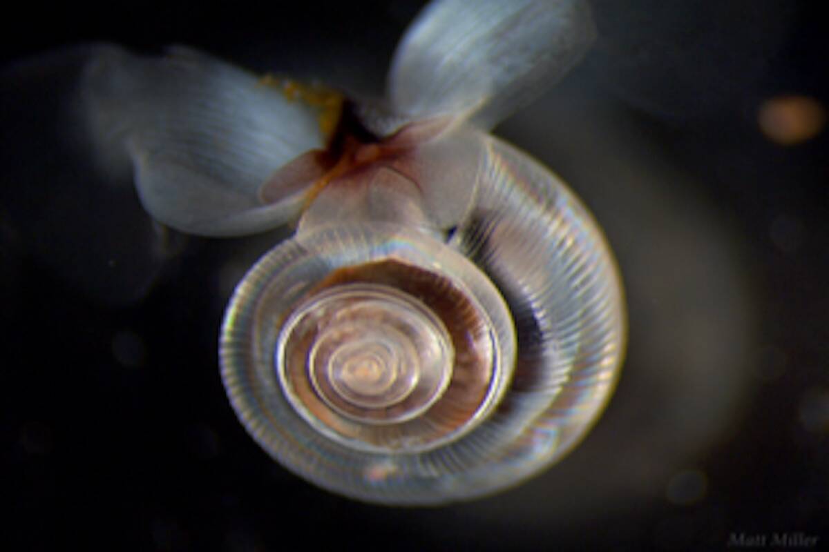 A pteropod studied by Uvic PhD student Matt Miller. (Courtesy of Matt Miller)