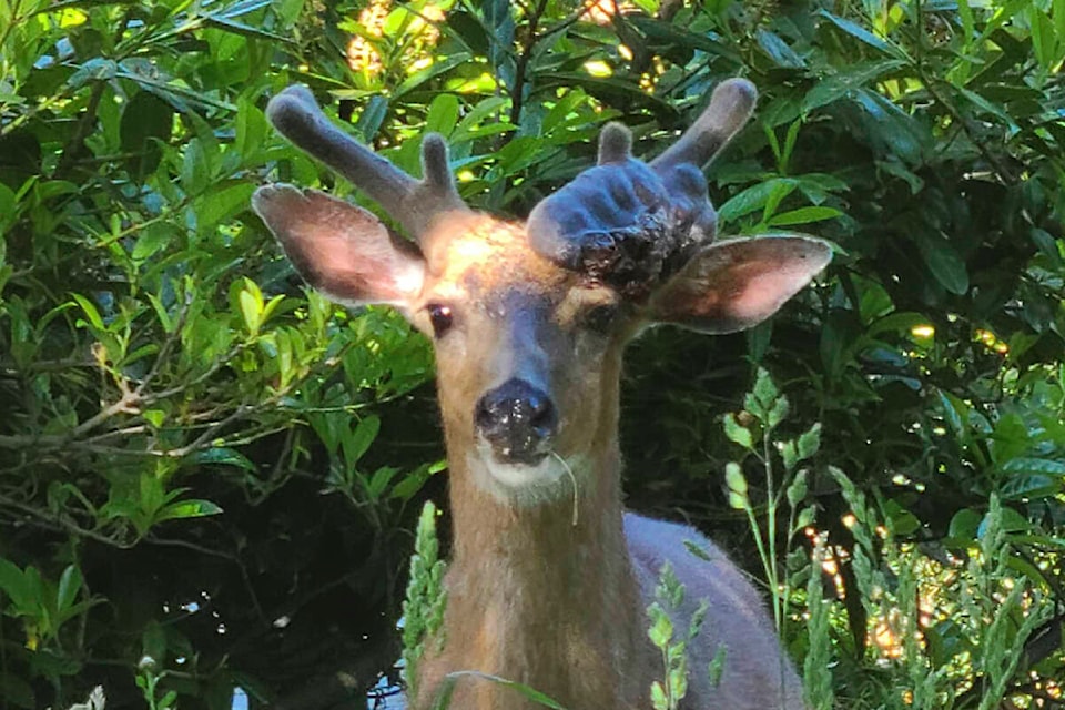 32867254_web1_230530-OBN-weird-antler-deer-_1