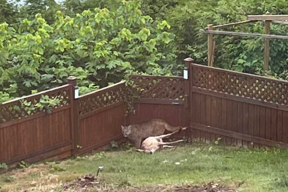 33001516_web1_230612-NU-Backyard-Cougar-_1