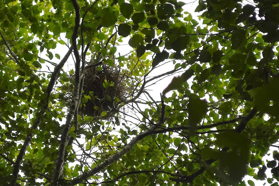 A Great Blue Heron colony has been established in John Wood’s yard, though it failed last year due to noise from a nearby construction site. Photo by Marc Kitteringham/Campbell River Mirror