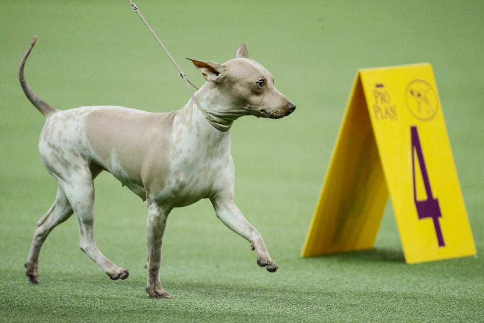 33132999_web1_230626-VNE-kolya-hairless_1
