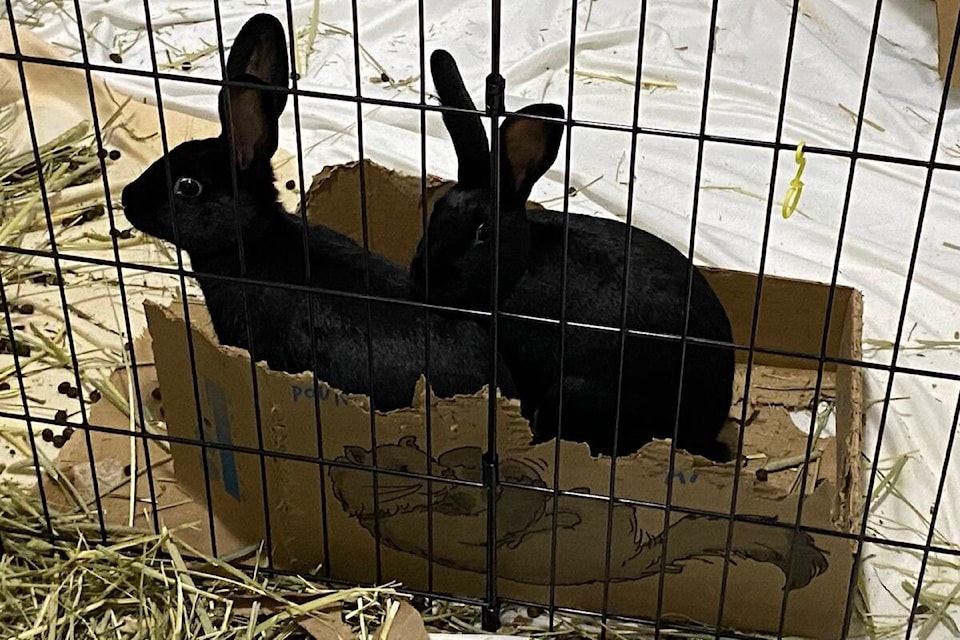 The Cowichan BCSPCA also has rabbits, so if that is your pet of choice, hop on over to the location in Duncan to bring one home today. (Chadd Cawson/Citizen)