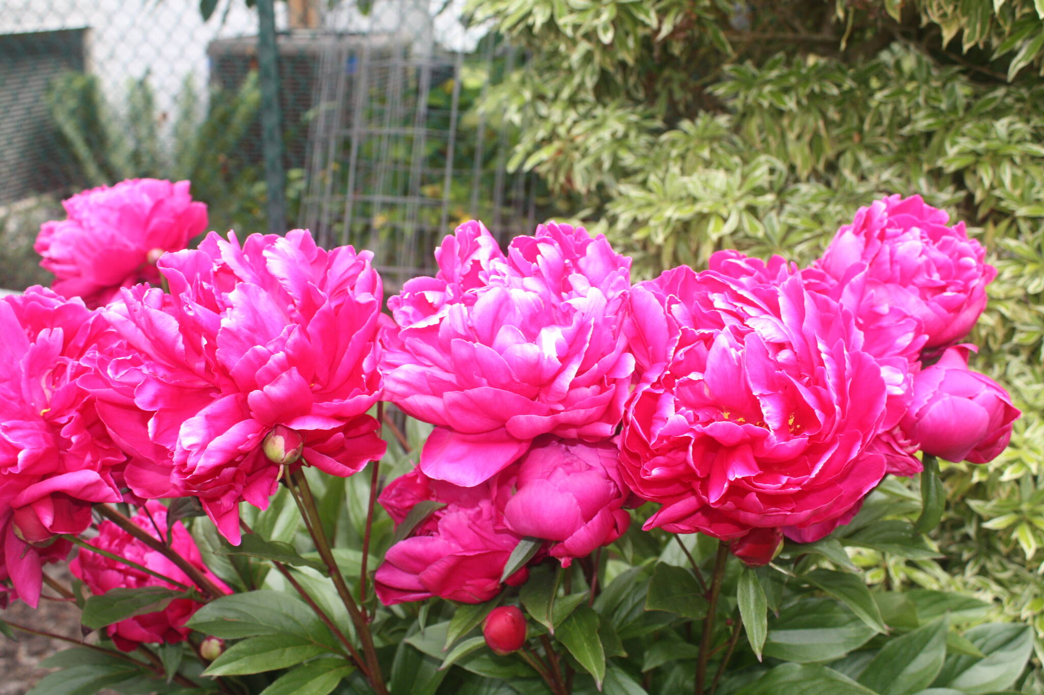 32989559_web1_230609-SNE-Gordon-Head-Garden-Club_3