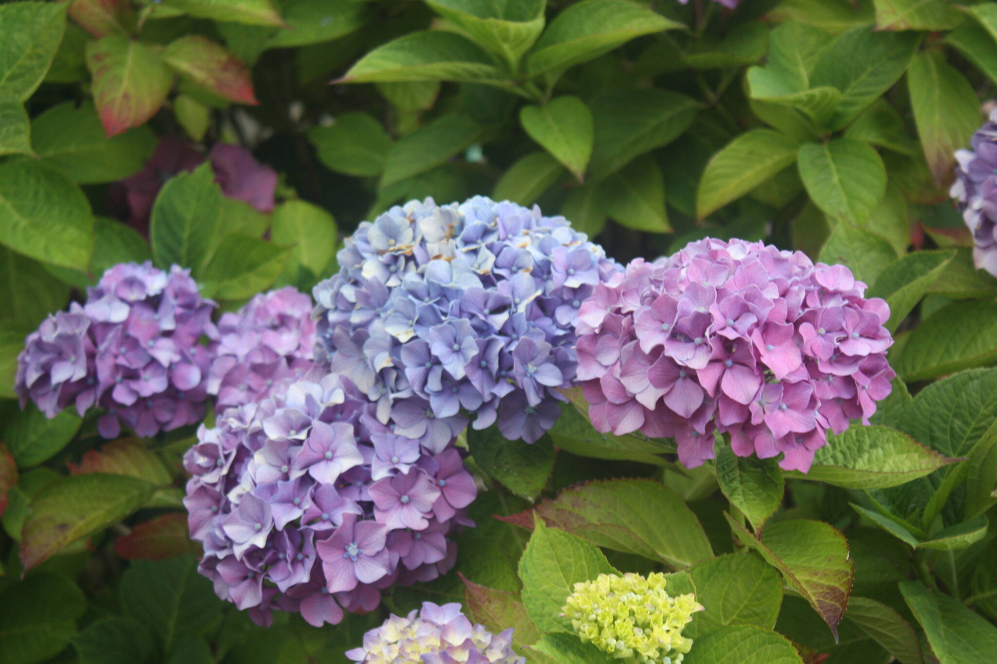32989559_web1_230609-SNE-Gordon-Head-Garden-Club_4