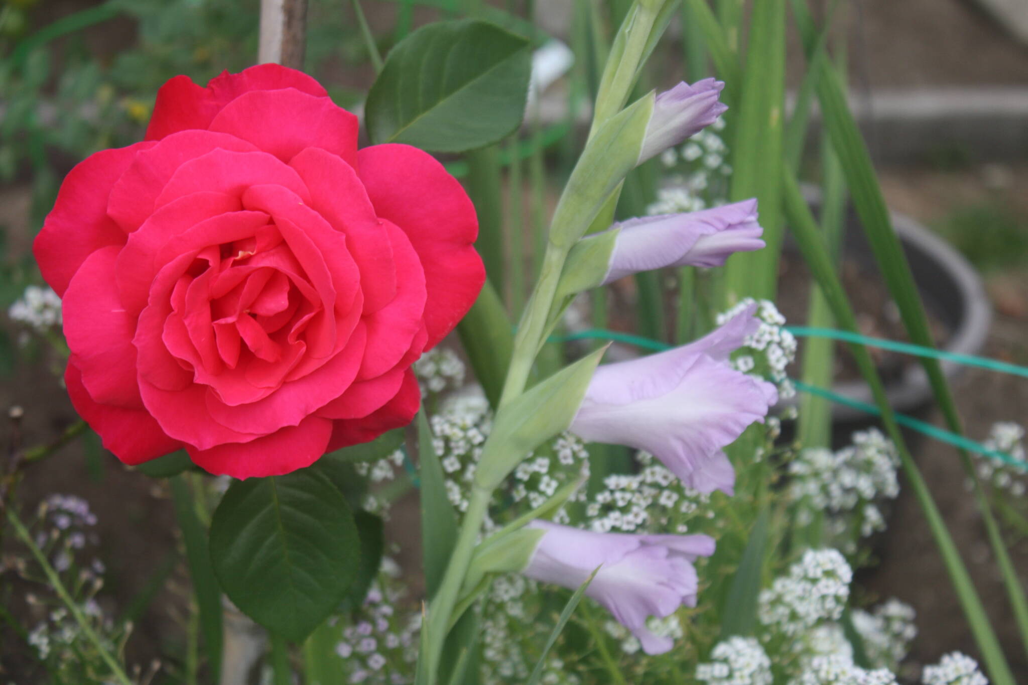 32989559_web1_230609-SNE-Gordon-Head-Garden-Club_5