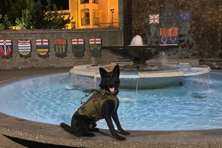 psdbruno
