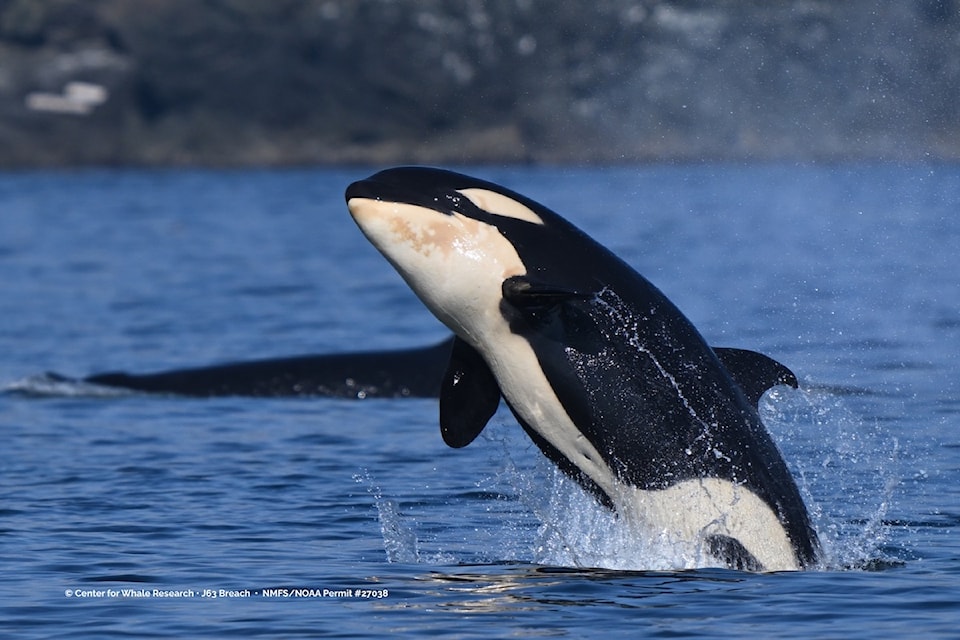 Southern Resident Orcas