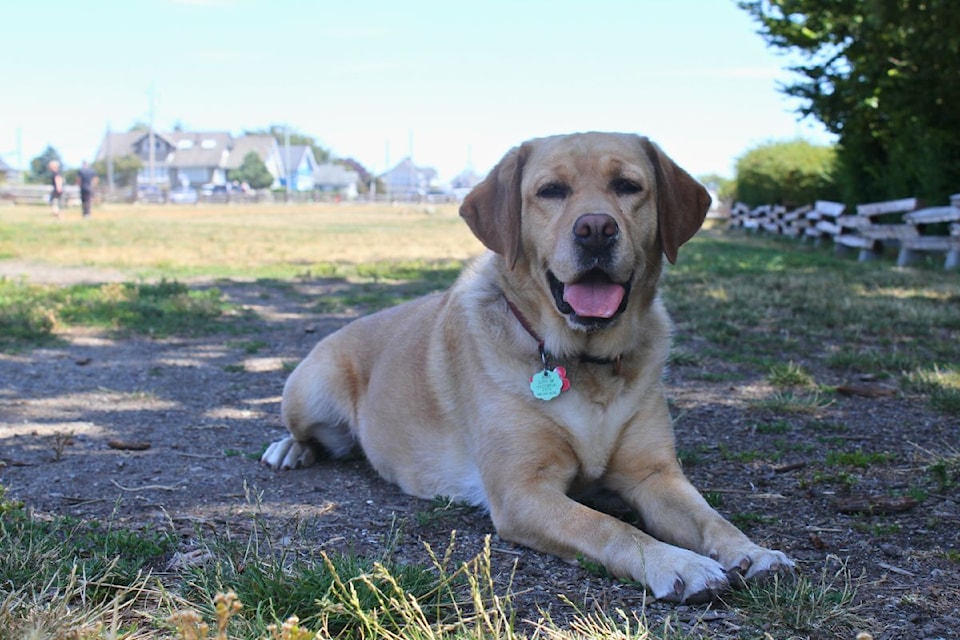victoriadog