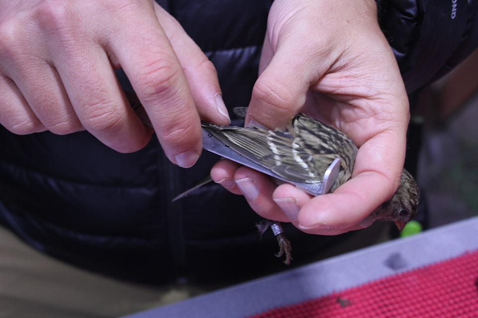 wing-measuring