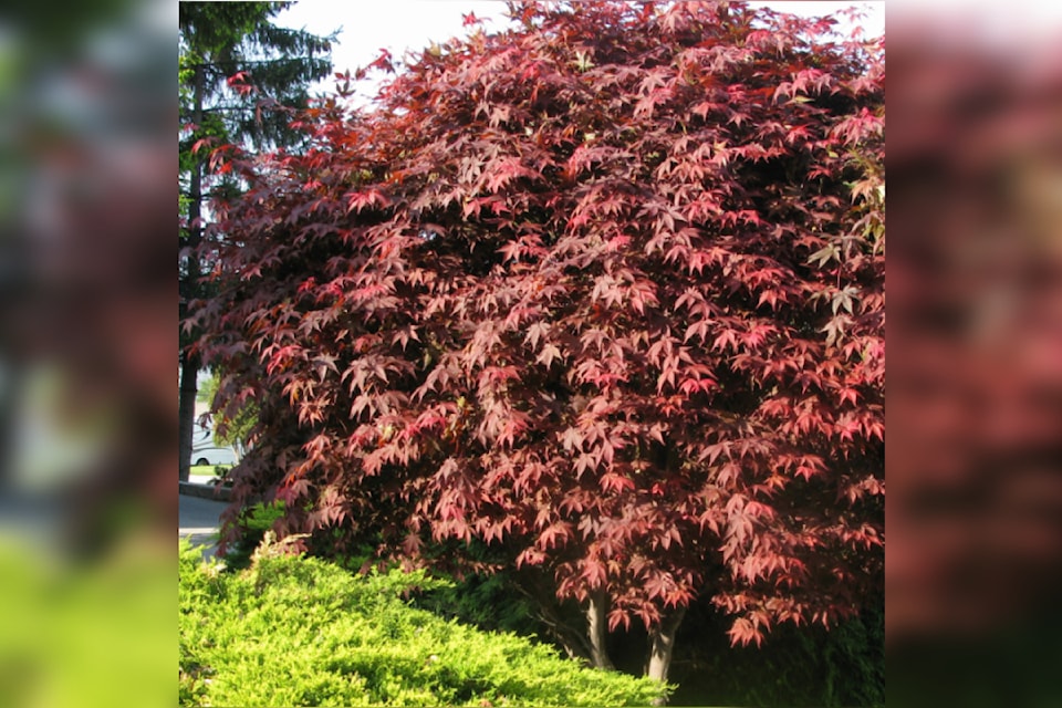 japanesemaple