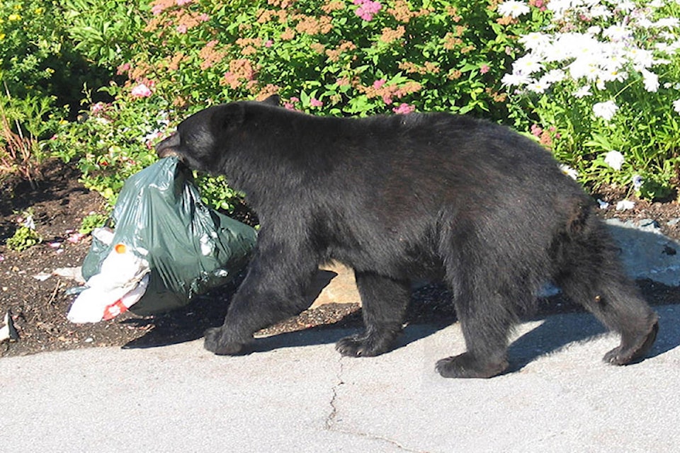 21760957_web1_200611-VMS-bear-in-livingroom-stock_1