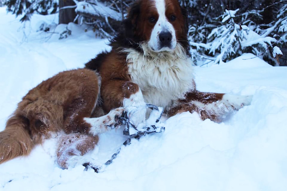 24218409_web1_copy_210218-VMS-dog-trapped-1_1