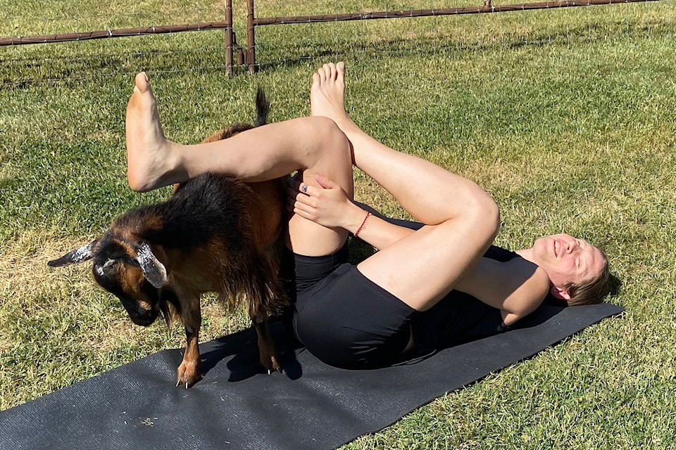 Yoga with Goats instructor Samantha Richardson gets some attention from one of the goats while stretching on her mat June 15 at O’Keefe Ranch. (Jennifer Smith - Morning Star)